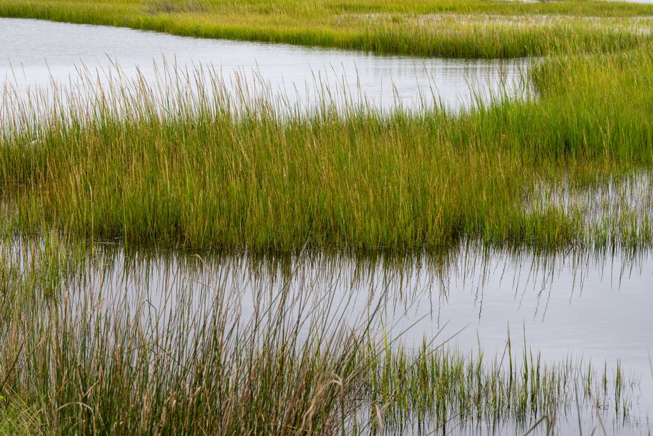 Wetland vegetation at the edge of open water